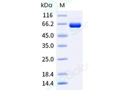 Sino Biological Recombinant Mouse TOP1 Protein (His Tag), HPLC-verified,