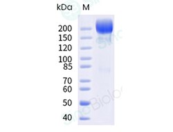 Sino Biological Recombinant Human L1CAM Protein (hFc Tag), HPLC-verified,