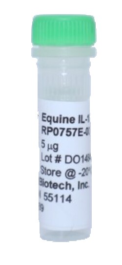 Kingfisher Biotech Inc Equine IL-10 Recombinant Protein (Yeast, Endotoxin