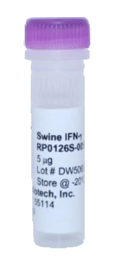 Kingfisher Biotech Inc Swine IFN gamma Recombinant Protein (Yeast, Endotoxin
