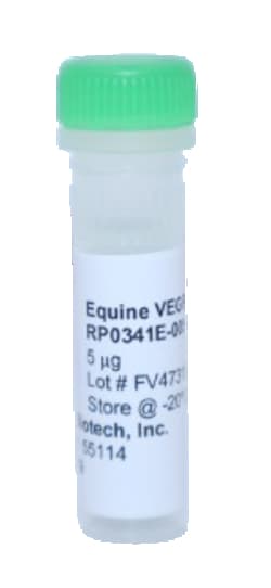 Kingfisher Biotech Inc Equine VEGF-A Recombinant Protein (Yeast, Endotoxin