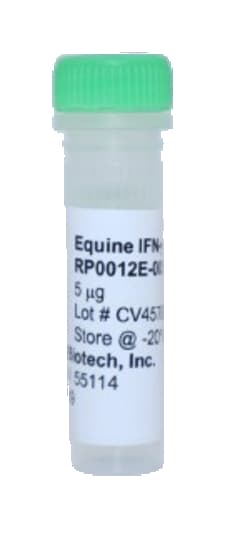 Kingfisher Biotech Inc Equine IFN gamma Recombinant Protein (Yeast, Endotoxin