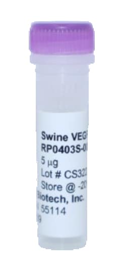 Kingfisher Biotech Inc Swine VEGF-A Recombinant Protein (Yeast, Endotoxin