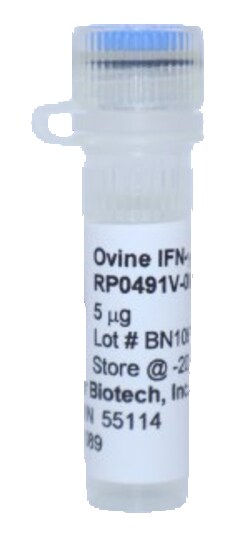 Kingfisher Biotech Inc Ovine IFN gamma Recombinant Protein (Yeast, Endotoxin