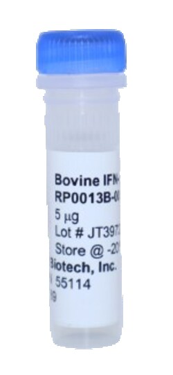 Kingfisher Biotech Inc Bovine IFN gamma Recombinant Protein (Yeast, Endotoxin