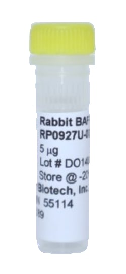 Kingfisher Biotech Inc Rabbit BAFF Recombinant Protein (Yeast, Endotoxin