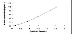 Biomatik Corporation Mouse N-Acetyltransferase 1 (NAT1) ELISA Kit, Quantity: