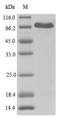 Biomatik Corporation Recombinant Human NACHT, LRR and PYD domains-containing