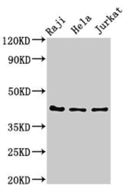 Biomatik Corporation Pag 1 Polyclonal Antibody, Quantity: Each of 1