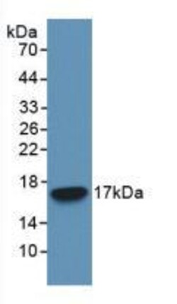 Biomatik Corporation Caspase 3 (Casp3) Monoclonal Antibody, Quantity: Each