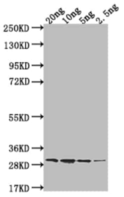 Biomatik Corporation Ftna Polyclonal Antibody