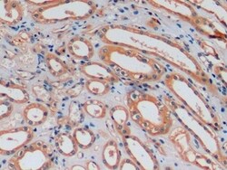 Biomatik Corporation Osteocalcin (Oc) Monoclonal Antibody, Quantity: Each