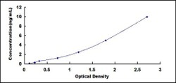 Biomatik Corporation Rat Calcium/Calmodulin Dependent Protein Kinase II