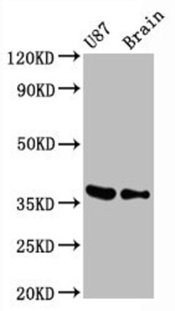 Biomatik Corporation Gapdh Recombinant Antibody, Quantity: Each of 1