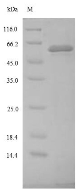 Biomatik Corporation Recombinant SaccharoMyces cerevisiae Site-specific