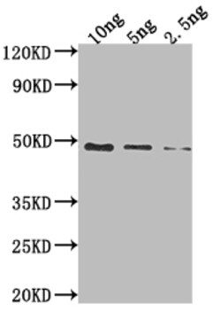 Biomatik Corporation Dbp Polyclonal Antibody, Quantity: Each of 1