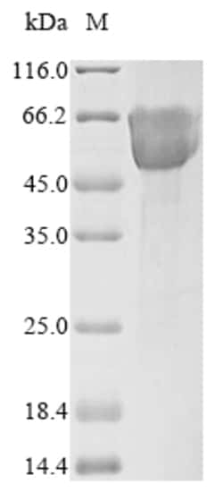 Biomatik Corporation Recombinant Human Mucosal addressin cell adhesion