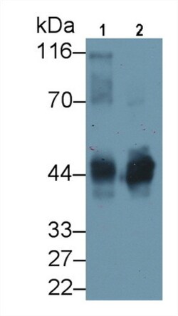 Biomatik Corporation Ovalbumin (Ova) Polyclonal Antibody, Quantity: Each