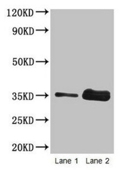 Biomatik Corporation Wheat Gliadin Polyclonal Antibody, Quantity: Each