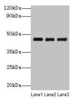 Biomatik Corporation Serpinb14 Polyclonal Antibody, Quantity: Each of 1