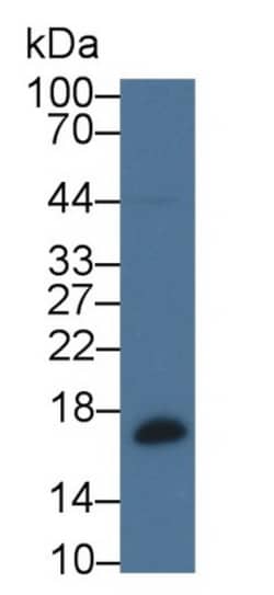 Biomatik Corporation Beta-Lactoglobulin (Blg) Polyclonal Antibody, Quantity: