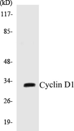 Biomatik Corporation Cyclin D1 Colorimetric Cell-Based ELISA Kit, Quantity: