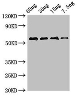 Biomatik Corporation Ak Polyclonal Antibody, Quantity: Each of 1