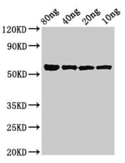 Biomatik Corporation Kgp Polyclonal Antibody, Quantity: Each of 1