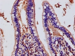 Biomatik Corporation Duox2 Polyclonal Antibody, Quantity: Each of 1