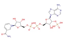 eMolecules​&nbsp;53-59-8 | Nicotinamide adenine dinucleotide phosphate | Ambeed | MFCD00067537 | 743.408 | C21H28N7O17P3 | 98.000 | NC(=O)c1ccc[n+](c1)[C@@H]1O[C@H](COP([O-])(=O)OP(O)(=O)OC[C@H]2O[C@H]([C@H](OP(O)(O)=O)[C@@H]2O)n2cnc3c(N)ncnc23)[C@@H](O)[C@H]1O | 1g | 586451821