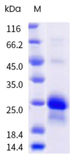 Sino Biological&nbsp;Recombinant Mouse IL-10 Protein (His Tag), HPLC-verified 1 mg