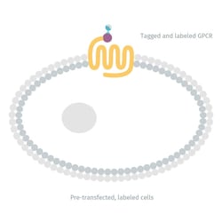 Revvity Health Sciences Inc&nbsp;Tag-lite Angiotensin AT2 Receptor Frozen & Labeled Cells, 200 Assay Points