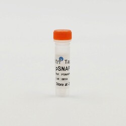 Revvity Health Sciences Inc Tag-lite pSNAP-V2 Arginine vasopressin Receptor 2 Plasmid, 10 Âµg