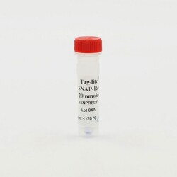 Revvity Health Sciences Inc&nbsp;Tag-lite SNAP-Red Labeling Reagents, 100 nmoles