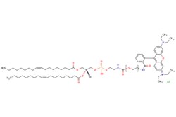 eMolecules​&nbsp;Broadpharm / DOPE-PEG-Rhodamine B MW 2000 / 5mg / 798871060 / BP-40413 / 95.000 /  / [null] / 1292.130 / C72H112ClN4O12P