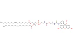 eMolecules​ Broadpharm / DOPE-PEG-FITC MW 2000 / 5mg / 795361798 / BP-40194