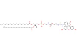 eMolecules​&nbsp;Broadpharm / DSPE-PEG-FITC MW 2000 / 50mg / 649282156 / BP-26207 / 90.000 /  / [null] / 1224.540 / C65H98N3O15PS