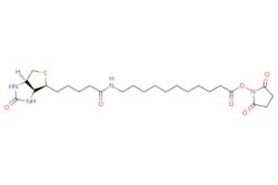 eMolecules​&nbsp;1260092-37-2 | Biotin-SLC-NHS Ester | Broadpharm | MFCD05865045 | 524.680 | C25H40N4O6S | 97.000 | O=C(CCCC[C@@H]1SC[C@@H]2NC(=O)N[C@H]12)NCCCCCCCCCCC(=O)ON1C(=O)CCC1=O | 100mg | 247403123