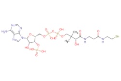eMolecules​ 85-61-0 | Medchem Express | Coenzyme A | 5mg | 482204337 |