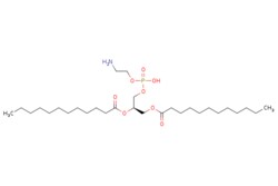eMolecules​ Broadpharm / 12-Dilauroyl-sn-glycero-3-PE / 100mg / 779524172