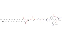 eMolecules​&nbsp;Broadpharm / DSPE-PEG-Fluor 488 MW 2000 / 1mg / 795361461 / BP-40082 / 90.000 /  / [null] / 1404.670 / C65H99N5NaO19PS3
