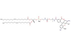 eMolecules​ Broadpharm / DOPE-PEG-Fluor 488 MW 2000 / 1mg / 798870839 /
