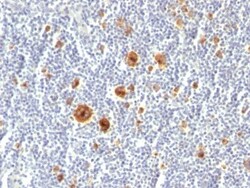 Biotium&nbsp;CD30(Ki-1/779), 1mg/mL