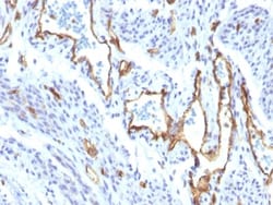 Biotium CD31 / PECAM-1 (Endothelial Cell Marker) (C31/1395R), 0.2mg/mL,