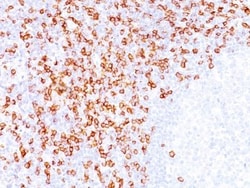 Biotium CD8(C8/144B), 0.2mg/mL, Quantity: Each of 1