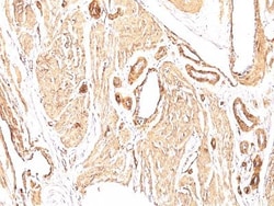 Biotium&nbsp;Smooth Muscle Actin(1A4), 0.2mg/mL
