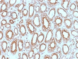 Biotium Calnexin (Endoplasmic Reticulum Marker) (CANX/1543), Biotin conjugate,