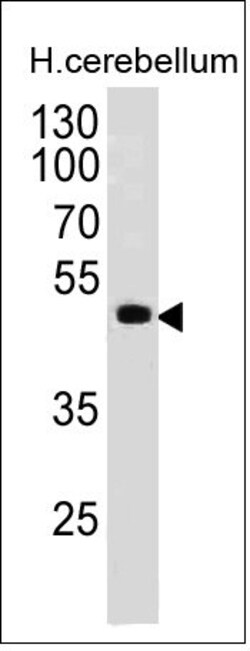Biotium PAX6(PAX6/498), Biotin conjugate, 0.1mg/mL, Quantity: Each of 1