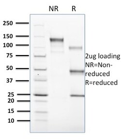 Biotium&nbsp;CD1cCD1C1603 CF594 conjugate 0.1mgmL