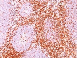 Biotium&nbsp;CD6C6372 CF594 conjugate 0.1mgmL